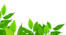 Imagem: Folhas Verdes